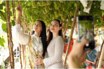 Lạc vào vườn nho trĩu quả giữa lòng TPHCM