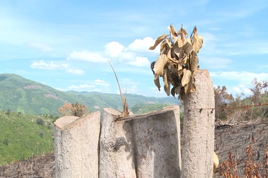 Kiểm tra dấu hiệu vi phạm 8 cán bộ xã liên quan đến vụ “cạo trọc” rừng!