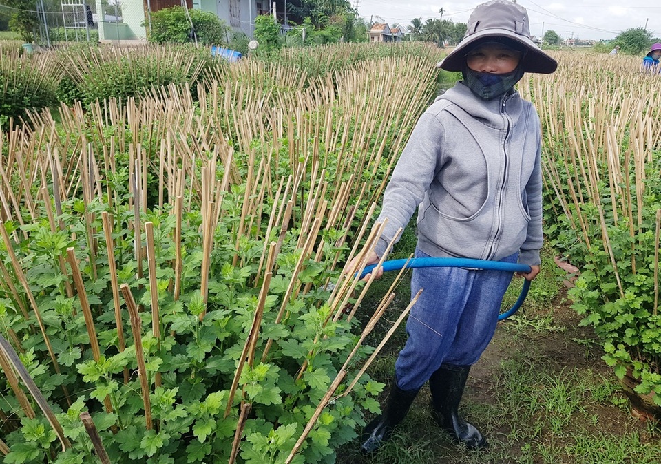 Khánh Hòa: Người trồng hoa cúc hối hả xuống vườn, phập phồng lo đầu ra - 3 Khánh Hòa: Người trồng hoa cúc hối hả xuống vườn, phập phồng lo đầu ra - 3