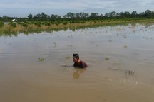 Hàng nghìn căn nhà "chìm trong biển nước", hàng nghìn ha lúa bị ngập úng