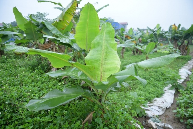 Nghề độc ở Hà Nội: Bán lá chuối rừng, kiếm hàng chục triệu đồng mỗi tháng - Ảnh 3. Nghề độc ở Hà Nội: Bán lá chuối rừng, kiếm hàng chục triệu đồng mỗi tháng - Ảnh 3.