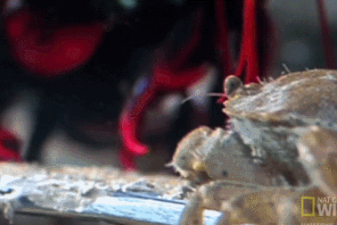 Bất ngờ với “cú đấm”của con tôm tít