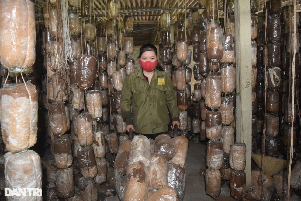 Kiếm tiền tỷ nhờ câu chuyện đi tìm nấm chữa bệnh cho bố - 2 Kiếm tiền tỷ nhờ câu chuyện đi tìm nấm chữa bệnh cho bố - 2