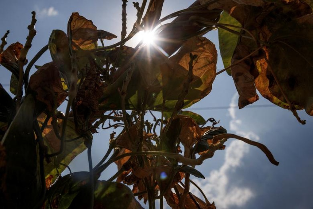 Trung Quốc giữa trận hạn hán kỷ lục - 5 Trung Quốc giữa trận hạn hán kỷ lục - 5