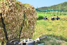 Quảng Ngãi: Ngăn chặn tỏi từ đất liền ra đảo "khoác áo" tỏi Lý Sơn