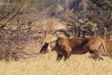 Xem lợn rừng bứt tốc ngoạn mục để thoát khỏi sự truy sát của sư tử