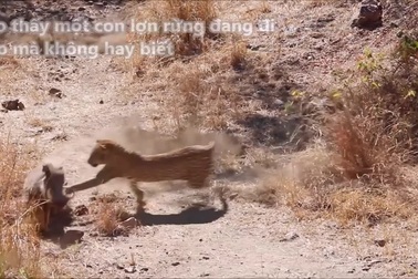 Lợn rừng đang đi dạo trở thành mồi ngon của báo hoa mai