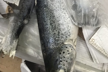 Phát hiện 2,5 tấn cá hồi hết hạn sử dụng sắp "tuồn" ra thị trường