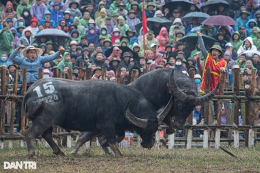 Xẻ thịt trâu vô địch, bán giá 7 triệu đồng/kg tại lễ hội chọi trâu Hải Lựu