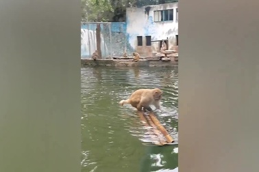 Khỉ gây kinh ngạc khi thể hiện kỹ năng chèo bè đầy tài tình