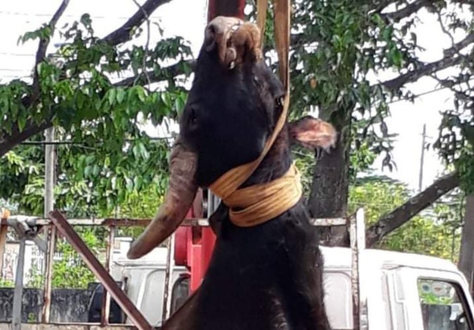 Bò tót nặng 700 kg chết trong khu bảo tồn - 2 Bò tót nặng 700 kg chết trong khu bảo tồn - 2