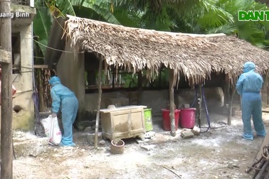 Người chăn nuôi bất an vì dịch tả lợn châu Phi