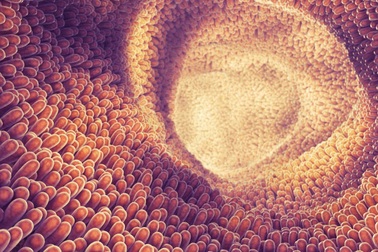 Một loại gen đơn lẻ sẽ quyết định nguy cơ mắc bệnh Crohn của bạn