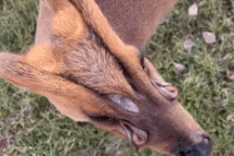 Loài hươu sở hữu gương mặt đáng sợ như quái vật ngoài hành tinh