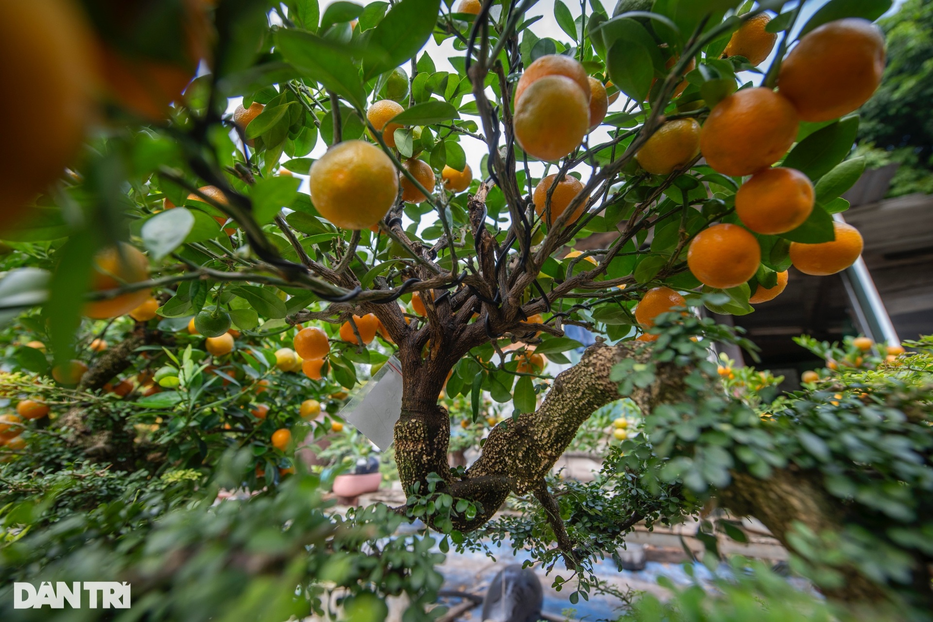 Hanoi garden owner grafts kumquats with strange trees to sell for hundreds of millions of dong during Tet - 9