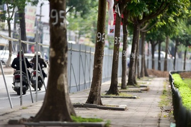 Vì sao Hà Nội chặt cây, xén đường vào dịp cuối năm?