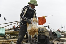 Mùa sứa, ngư dân thu tiền triệu mỗi ngày