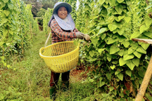 Trồng giống sâm lấy lá, vợ chồng ở Bình Định thu lãi bất ngờ