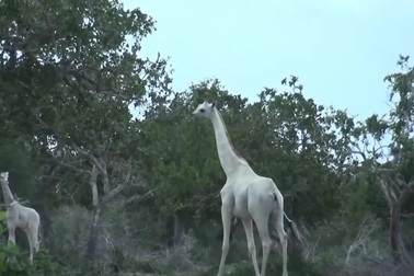 Chiêm ngưỡng vẻ đẹp của hươu cao cổ màu trắng