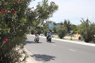 Nha Trang tràn ngập cây tử thần, cây nguy hại