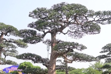 Chậu cây tùng giá hàng trăm triệu, chờ đại gia săn về đón Tết