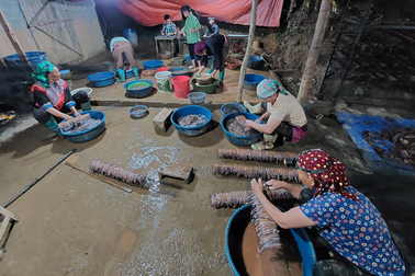 Lào Cai xử phạt 3 cơ sở thu mua, sơ chế giun đất