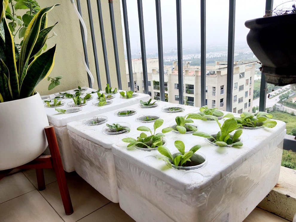 Mẹ bỉm sữa tại Hà Nội xin ve chai biến 3 m2 thành vườn treo xanh mướt - 3 Mẹ bỉm sữa tại Hà Nội xin ve chai biến 3 m2 thành vườn treo xanh mướt - 3