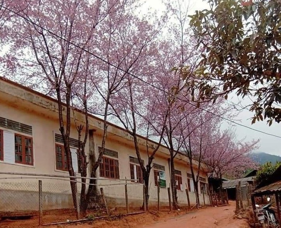 Ngắm hoa anh đào bung nở làm say đắm lòng người nơi miền biên viễn - 7 Ngắm hoa anh đào bung nở làm say đắm lòng người nơi miền biên viễn - 7