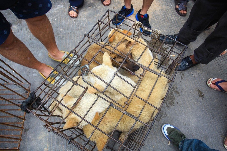 Lễ hội thịt chó lớn nhất Trung Quốc chuẩn bị “vào mùa” - 2 Lễ hội thịt chó lớn nhất Trung Quốc chuẩn bị “vào mùa” - 2