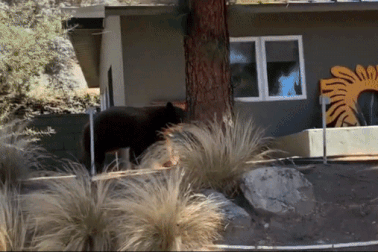 Hoảng hồn khi về nhà phát hiện gấu đột nhập ăn gà rán