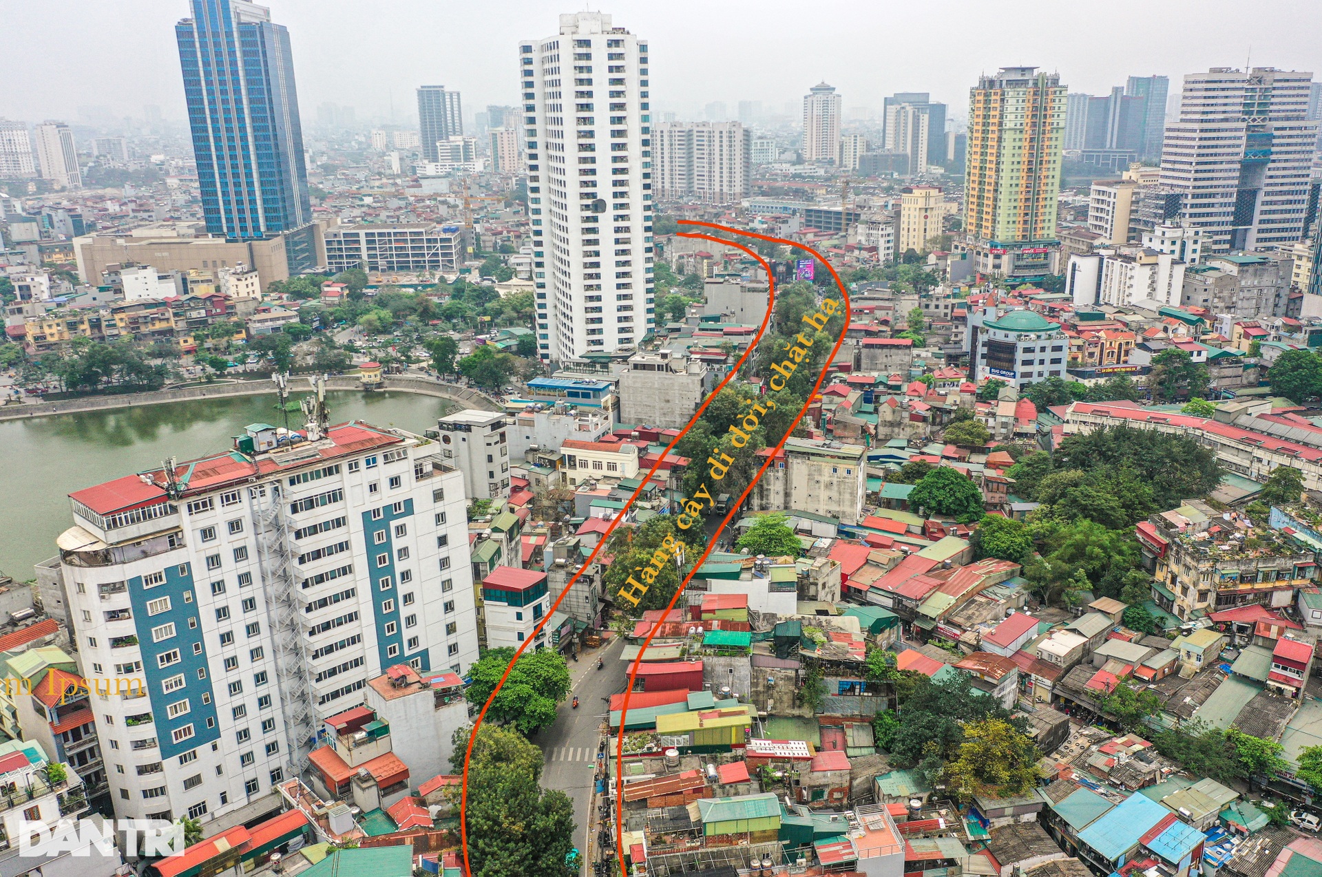 Sắp chặt hạ, dịch chuyển hàng cây cổ thụ trên đường đắt nhất hành tinh - 3 Sắp chặt hạ, dịch chuyển hàng cây cổ thụ trên đường đắt nhất hành tinh - 3