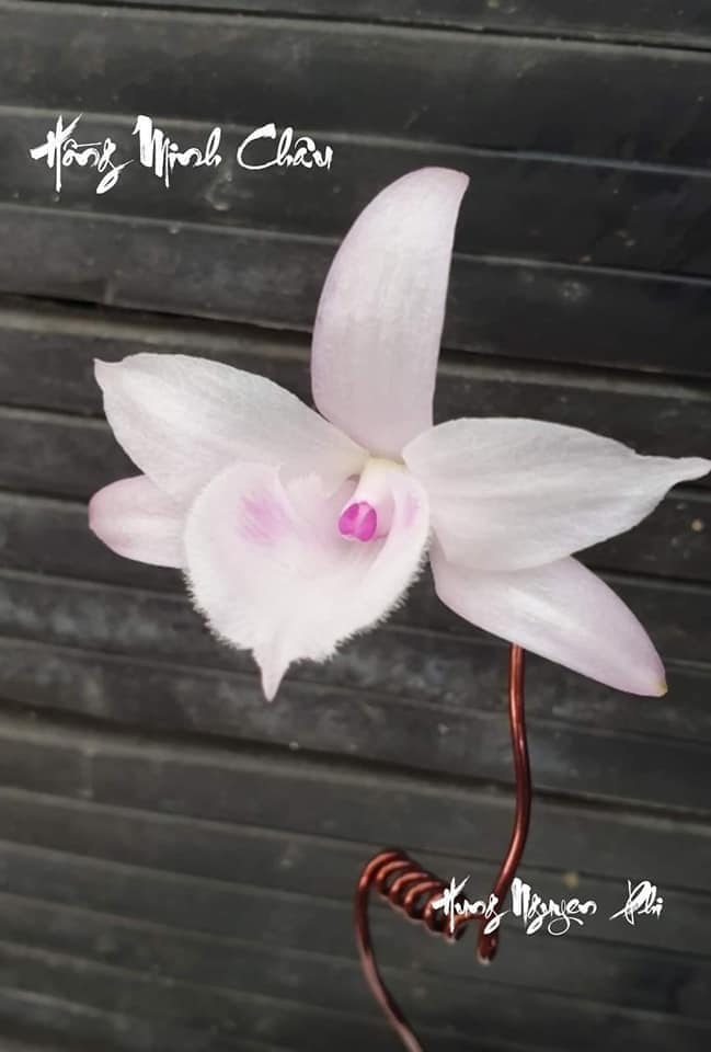 Nghệ nhân hoa lan chia sẻ bí quyết chăm sóc lan khi ra hoa - 3
