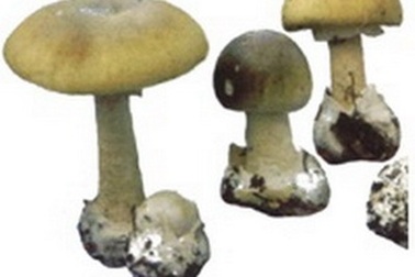 Cả gia đình ăn nhầm nấm độc, hai mẹ con tử vong 