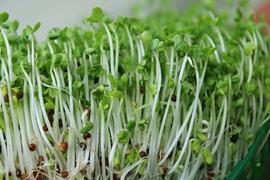 Rau sạch vườn nhà: Kỹ thuật trồng giá đỗ và rau mầm tại gia