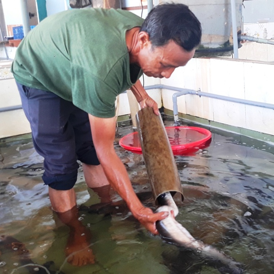 Lão ngư đất võ Bình Định đổi đời nhờ nuôi loài cá “tiến vua” - 1 Lão ngư đất võ Bình Định đổi đời nhờ nuôi loài cá “tiến vua” - 1