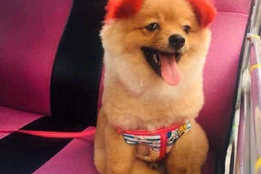 Dị ứng với thuốc nhuộm, chú chó rụng cả tai