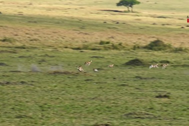 Báo săn cho thấy tốc độ ấn tượng khi săn đuổi linh dương