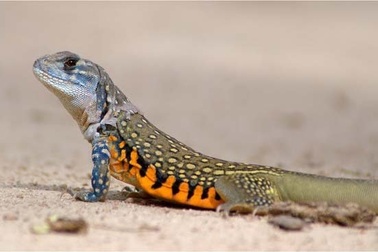 Về Phan Thiết săn tìm món dông ngon trứ danh