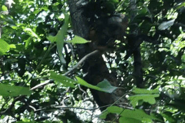 Vận động một YouTuber thả 2 cá thể khỉ quý hiếm về tự nhiên