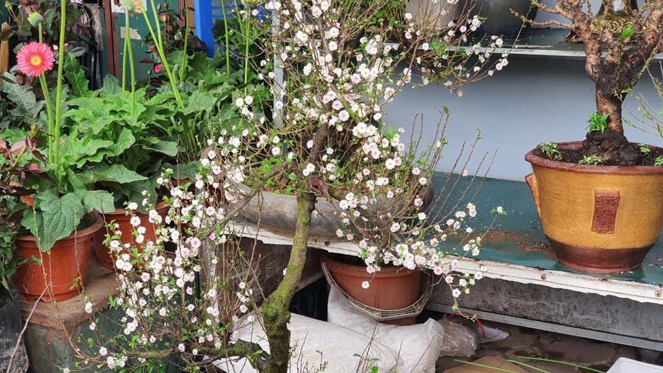 Nhất chi mai to nhiều tiền, dân sành Hà thành mua cây nhỏ để bàn chơi Tết - 9 Nhất chi mai to nhiều tiền, dân sành Hà thành mua cây nhỏ để bàn chơi Tết - 9