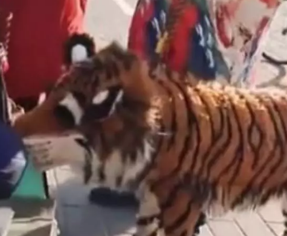 Chó giống hệt hổ tung tăng dạo phố khiến nhiều người giật mình - 2 Chó giống hệt hổ tung tăng dạo phố khiến nhiều người giật mình - 2