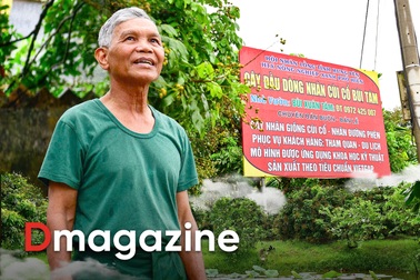 Quyết giữ “lộc phẩm tiến vua”, lão nông thu loại nhãn đắt gấp 10 lần