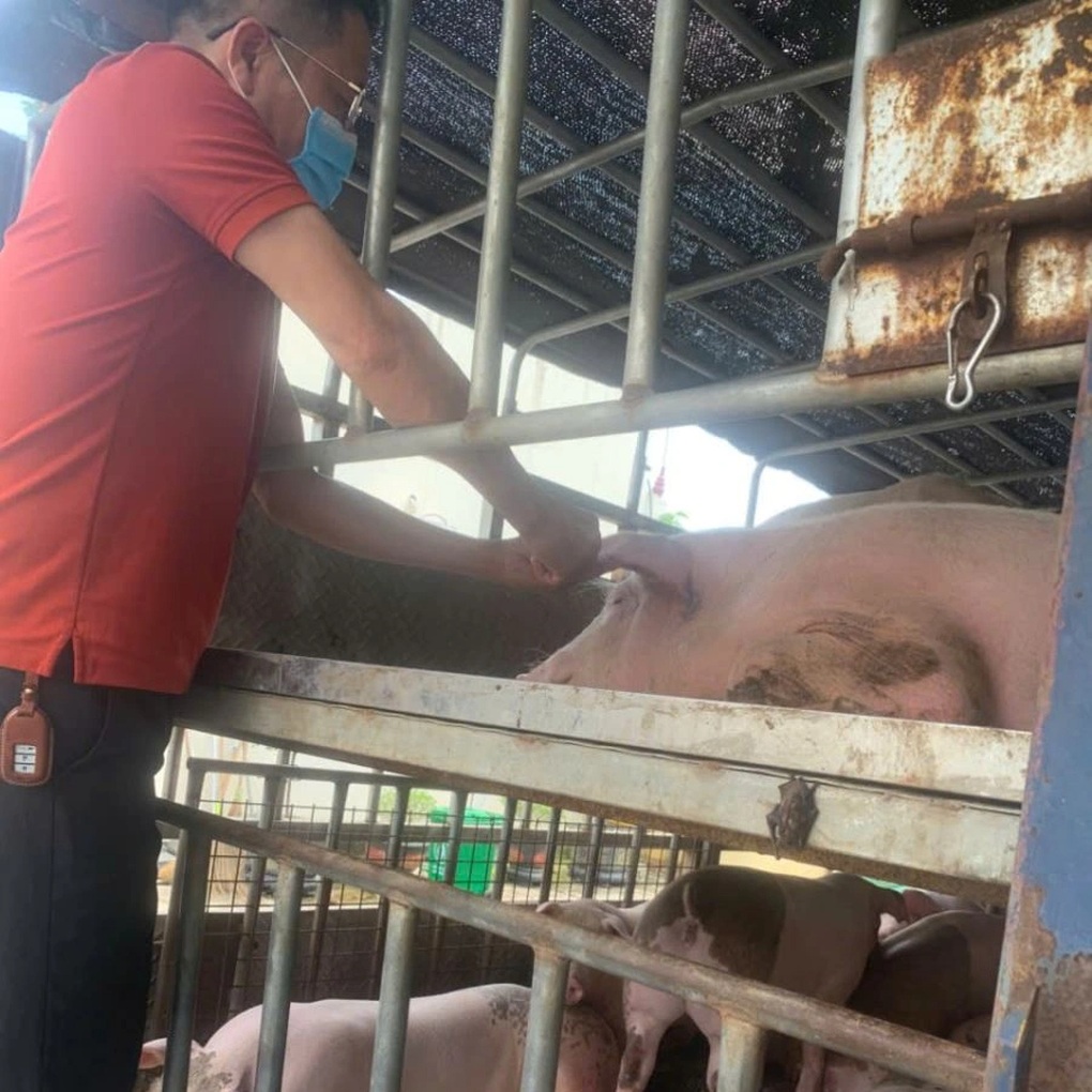 Đàn lợn nhiễm virus dịch tả Châu Phi được đưa về Hải Phòng tiêu thụ - 2 Đàn lợn nhiễm virus dịch tả Châu Phi được đưa về Hải Phòng tiêu thụ - 2