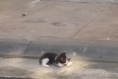 Khoảnh khắc bình yên của mèo mẹ và đàn con