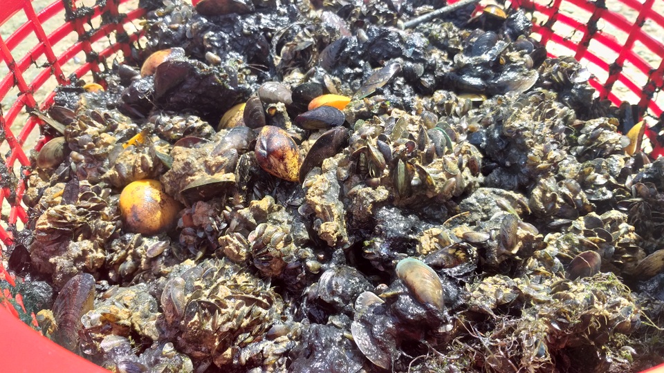 Săn thức ăn cho tôm hùm giữa ngày nóng nực, kiếm hơn nửa triệu đồng/ngày - 7