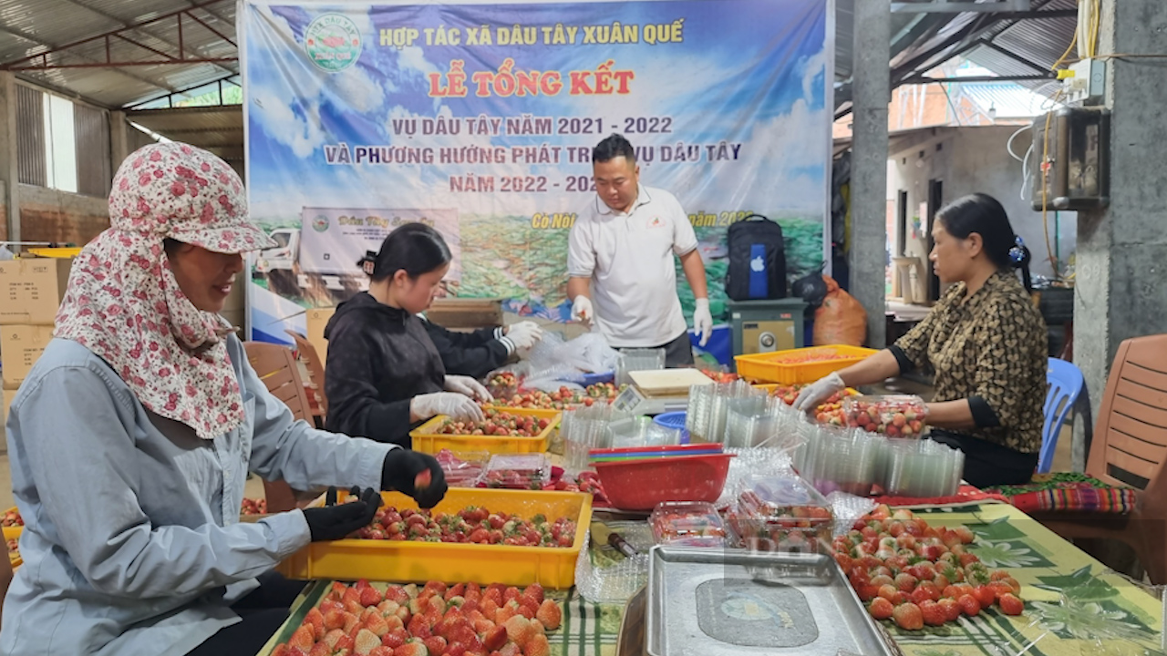 Trồng thứ quả chín đỏ gốc, hái mỏi tay mỗi ngày, nông dân thành tỷ phú - 5 Trồng thứ quả chín đỏ gốc, hái mỏi tay mỗi ngày, nông dân thành tỷ phú - 5