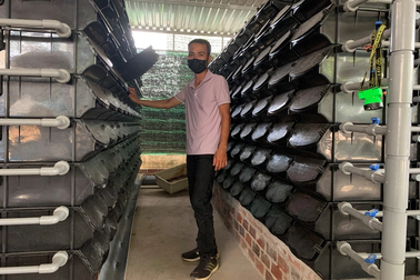 Anh trai làng nuôi cua trong nhà, canh lúc "2 da" là bán, kiếm bộn tiền