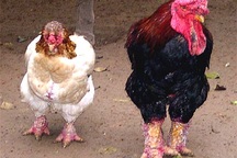 Xem cặp giò của gà tết 35 triệu đồng/con 