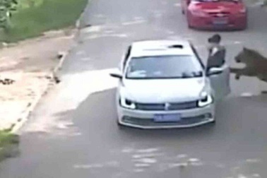 Trung Quốc: Kinh hãi cảnh du khách bị hổ vồ chết tại công viên động vật hoang dã