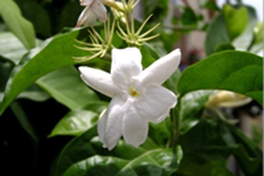 Thuốc quý từ hoa nhài